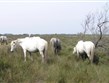 Alpské země - Francie - Provence - Camargue, bílí koně