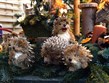 akousko - Hellbrunn, adventní trhy
