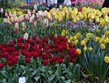 eurovíkend -  Holandsko - tulipány.JPG