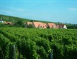 Francie - Alsasko - všude kolem vinice