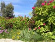 Malta - kvetoucí muškáty