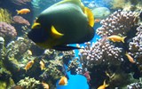 Marineland, Aqua-splash a moře Azurového pobřeží - Francie - Provence - Monako, mořské akvárium