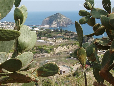 Itýálie - Ischia - opunciové ploty jsou ve vnitrozemí časté
