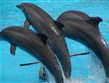 Španělsko - Kanárské ostrovy - ostrov Tenerife, zábavní park Loro Parque, vystoupení delfínů