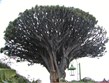 Španělsko - Kanárské ostrovy - ostrov Tenerife, strom gigantů