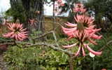 zájezdy v době státních svátků Španělsko - Španělsko - Kanárské ostrovy- ostrov Tenerife - botanická zahrada s četnými endemity