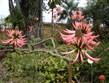 Španělsko - Kanárské ostrovy- ostrov Tenerife - botanická zahrada s četnými endemity