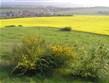 Německo - Harz - Timmenrode, žlutá a zelená jarní povodeň
