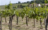 Villány - Maďarsko - vinice v okolí vinařské obce Villány