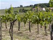 slavnosti vína a gastronomie - Maďarsko - vinice v okolí vinařské obce Villány