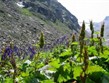 Itálie - NP Grand Paradiso - hory, kámen a jen místy bojující zeleň
