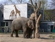 Německo - Berlín - Zoo a sloni