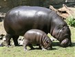 Německo - Berlín - Zoo a hroši