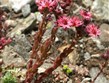 týdny v horách 2010 - Francie - Přímořské Alpy - Sempervivum arachnoideum (Crassulaceae), netřesk