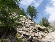 týdny v horách 2010 - Francie - Přímořské Alpy - prastaré modřínové porosty na svazích  Val d´Enfer