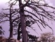 Itálie - Kalábrie - NP Polino, typická zdejší dřevina Pinus leucodermis  - borovice loricato