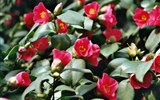 Drážďany, Míšeň, kamélie v Pillnitz a výstava orchidejí 2017 - Německo - Pillnitz - kamélie kvete od února do dubna asi 35.000 květy