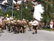 Rakousko - Solnohradsko - shánění stád