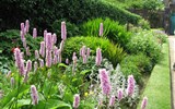 Zájezdy s turistikou - Irsko - Irsko - kvetoucí rdesno zdobí mnohou irskou zahradu