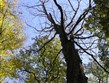 ČR - Beskydy - zlátnoucí bučiny v časném podzimu