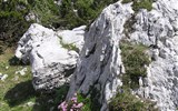 Lechtalské údolí s kartou 2019 - Rakousko - Lechtálské údolí - botanická zahrada kolem