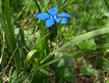 Slovinsko - Julské Alpy - Hořec triglavský, Gentiana terglouensis.