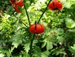 Slovinsko - Julské Alpy - Lilium albanicum