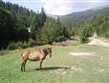 Ukrajina - Podkarpatská Rus - a na poloninách se pasou koně