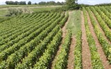 Významná místa Champagne - Francie - Champagne - na vinicích nejvíce pěstují odrůdy Chardonnay, Pinot Noir nebo Pinot Meunier, ta jsou základem pro výrobu šampaňského