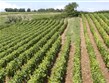 Francie - Champagne - na vinicích nejvíce pěstují odrůdy Chardonnay, Pinot Noir nebo Pinot Meunier, ta jsou základem pro výrobu šampaňského