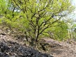 Německo - Harz - suťová moře na svazích nad řekou bode