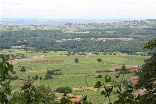Francie - Beaujolais - krajina plná vína