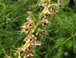 Slovinsko - Julské Alpy - Bohinjské jezero, přímo na břehu jezera narazíte i na kvetoucí orchideje, v tomto případě na Kruštík širolistý