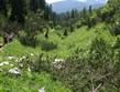 Slovinsko - Julské Alpy - náhorní krasová plošina je značně členitá