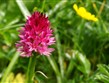 Slovinsko - Julské Alpy - vzácná orchidea temnohlávek (Nigritella rubra)