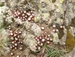 Francie - Parc National du Mercantour, Údolí zázraků, místní netřesky Sempervivum arachnoideum