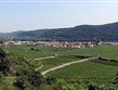 Rakousko - údolí Wachau, vínu se zde daří