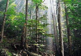 Černá Hora - národní park Biogradska gora, hluboké bukové lesy