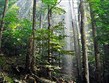 Černá Hora - národní park Biogradska gora, hluboké bukové lesy