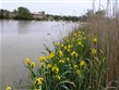 Francie - Provence - přírodní park Camargue, vlastně delta řeky Rhôny s plochou přes 930 km2
