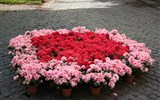 Viterbo - Itálie - Viterbo - květinové slavnosti San Pellegrono in Fiore