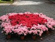 Itálie - Viterbo - květinové slavnosti San Pellegrono in Fiore