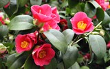 Pillnitz - Německo - Drážďany - Pillnitz, kvetoucí kamélie ukrytá ve skleníku těžkém 54 tun,ten  se na léto odsouvá, v zimě kamélii chrání a udržuje teplotu 6-10°