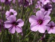 Portugalsko - Madeira - Funchal, Quinta Vigia, Geranium maderense, endemit ostrova