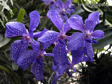 Národní parky a zahrady - Portugalsko - Madeira - Jardim Qrquídea, Madeira je plná orchidejí