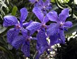 Portugalsko - Madeira - Jardim Qrquídea, Madeira je plná orchidejí