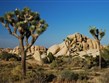 Národní parky a zahrady - USA - Národní park Joshua Tree