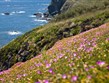 Anglie - Cornwall - květiny na Lizard Cliffs