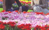 Holandsko, zahrady a květinové korzo - Holandsko - Keukenhof - milióny květů na ploše 28 ha