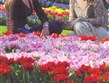 velikonoční zájezdy 2012 - Holandsko - Keukenhof - milióny květů na ploše 28 ha
